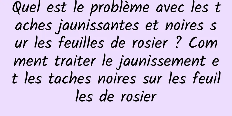 Quel est le problème avec les taches jaunissantes et noires sur les feuilles de rosier ? Comment traiter le jaunissement et les taches noires sur les feuilles de rosier