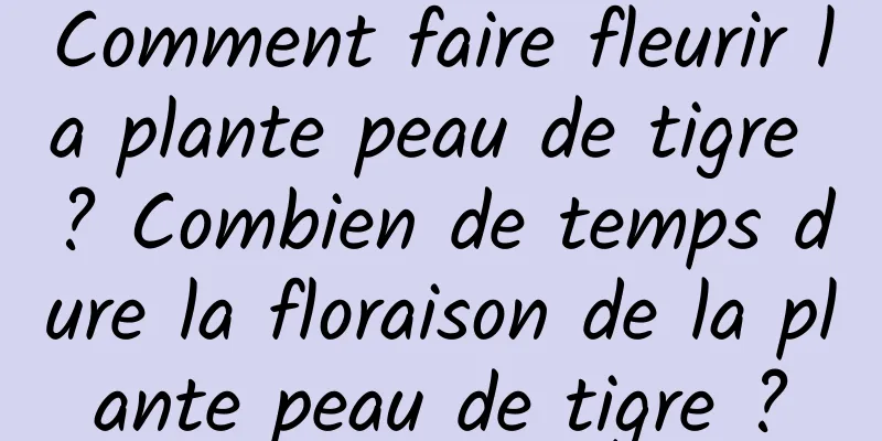 Comment faire fleurir la plante peau de tigre ? Combien de temps dure la floraison de la plante peau de tigre ?