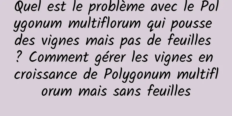 Quel est le problème avec le Polygonum multiflorum qui pousse des vignes mais pas de feuilles ? Comment gérer les vignes en croissance de Polygonum multiflorum mais sans feuilles