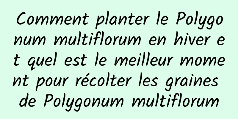Comment planter le Polygonum multiflorum en hiver et quel est le meilleur moment pour récolter les graines de Polygonum multiflorum