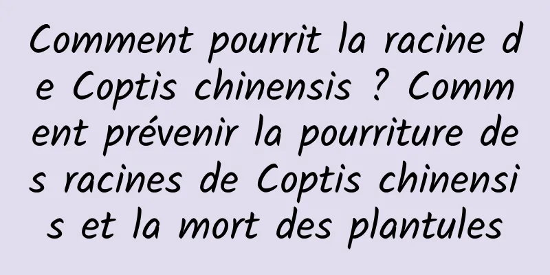 Comment pourrit la racine de Coptis chinensis ? Comment prévenir la pourriture des racines de Coptis chinensis et la mort des plantules