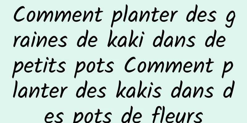 Comment planter des graines de kaki dans de petits pots Comment planter des kakis dans des pots de fleurs