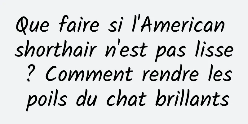 Que faire si l'American shorthair n'est pas lisse ? Comment rendre les poils du chat brillants