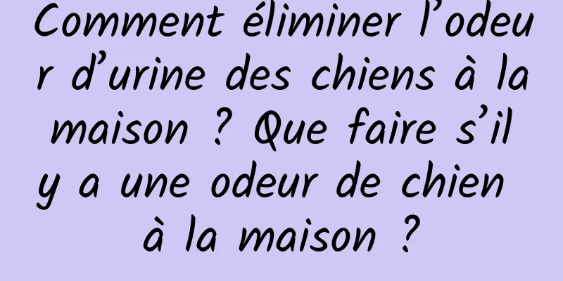 Comment éliminer l’odeur d’urine des chiens à la maison ? Que faire s’il y a une odeur de chien à la maison ?