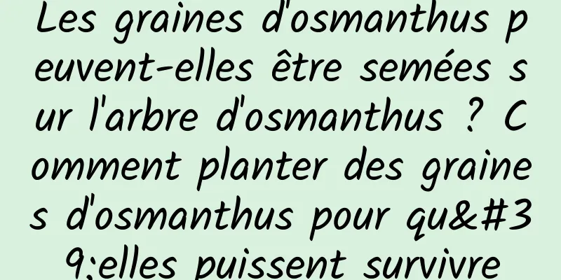 Les graines d'osmanthus peuvent-elles être semées sur l'arbre d'osmanthus ? Comment planter des graines d'osmanthus pour qu'elles puissent survivre