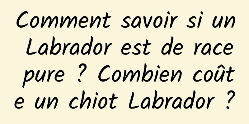 Comment savoir si un Labrador est de race pure ? Combien coûte un chiot Labrador ?