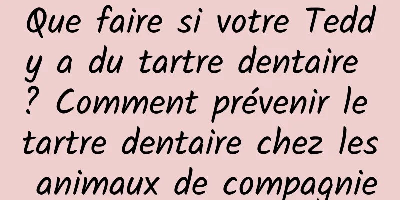 Que faire si votre Teddy a du tartre dentaire ? Comment prévenir le tartre dentaire chez les animaux de compagnie
