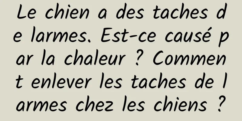 Le chien a des taches de larmes. Est-ce causé par la chaleur ? Comment enlever les taches de larmes chez les chiens ?