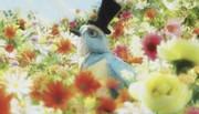 Gingham Check Bird : une analyse approfondie de l'attrait de Minna no Uta 